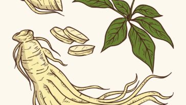 وصف عشبة الجنسنج