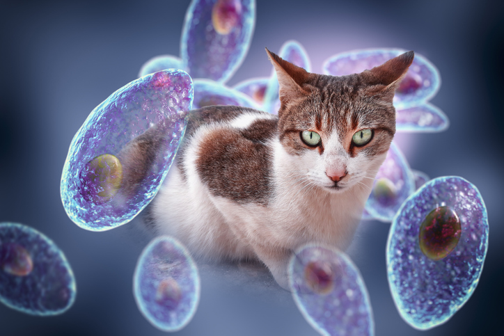 تعرف على مرض داء القطط ـ ( داء التوكسوبلازما) يعد داء القطط (Toxoplasmosis) واحداً من أكثر الأمراض الطفيلية شيوعاً التي تثير الكثير من التساؤلات لا سيما من مربي الحيوانات والأمهات الحوامل.